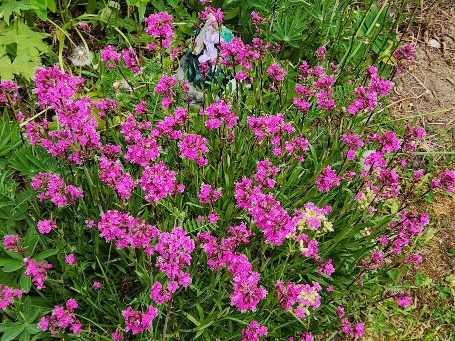 Maison Chaleureuse, Energetique Et Florale シェルブルック エクステリア 写真